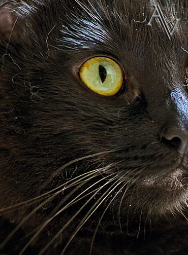 THE BLACK CAT by ANA VIGGIANI